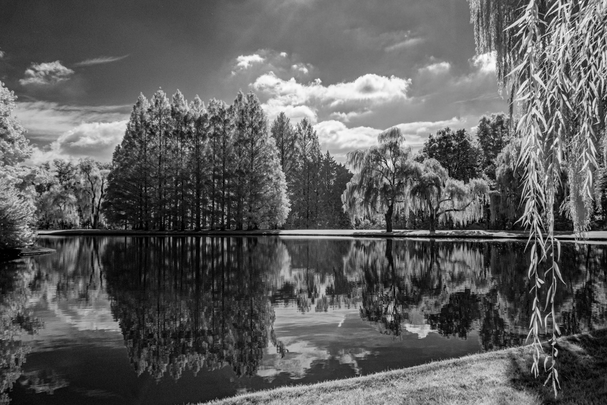 Roditski Gregory Tree Reflections Print   Mono   Class A 20251112